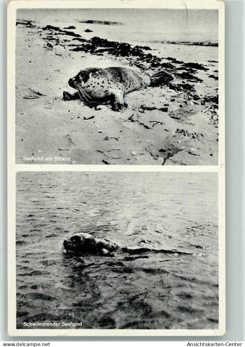 12092611 - Robben Amrum - Junger Seehund Am Strand 1958 - Autres & Non Classés