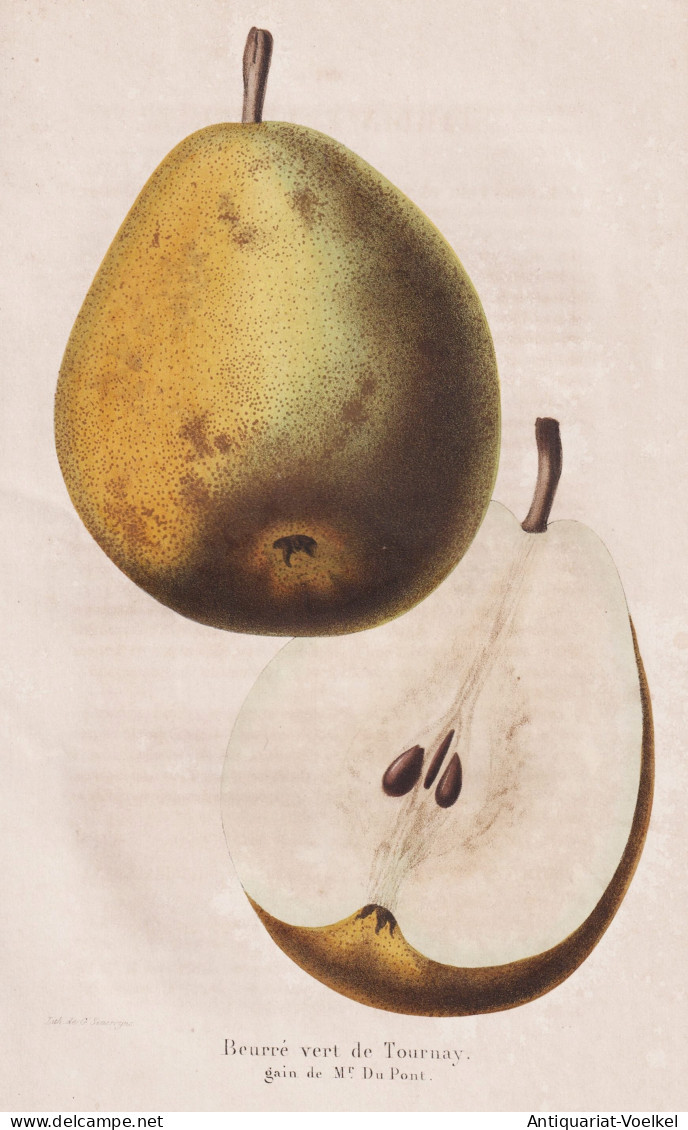 Beurre Vert De Tournay - Poire Birne Pear Birnbaum Birnen / Obst Fruit / Pomologie Pomology / Pflanze Planzen - Estampes & Gravures