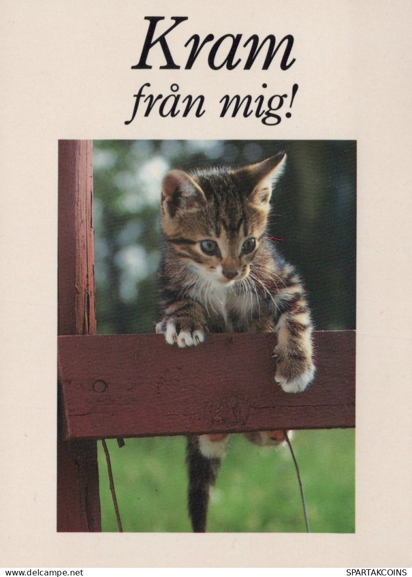 GATTO KITTY Animale Vintage Cartolina CPSM #PAM511.IT - Chats