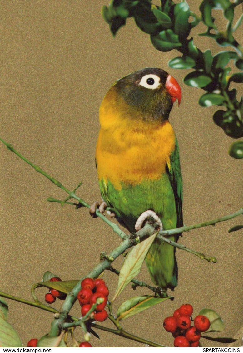 BIRD Animals Vintage Postcard CPSM #PAM706.GB
