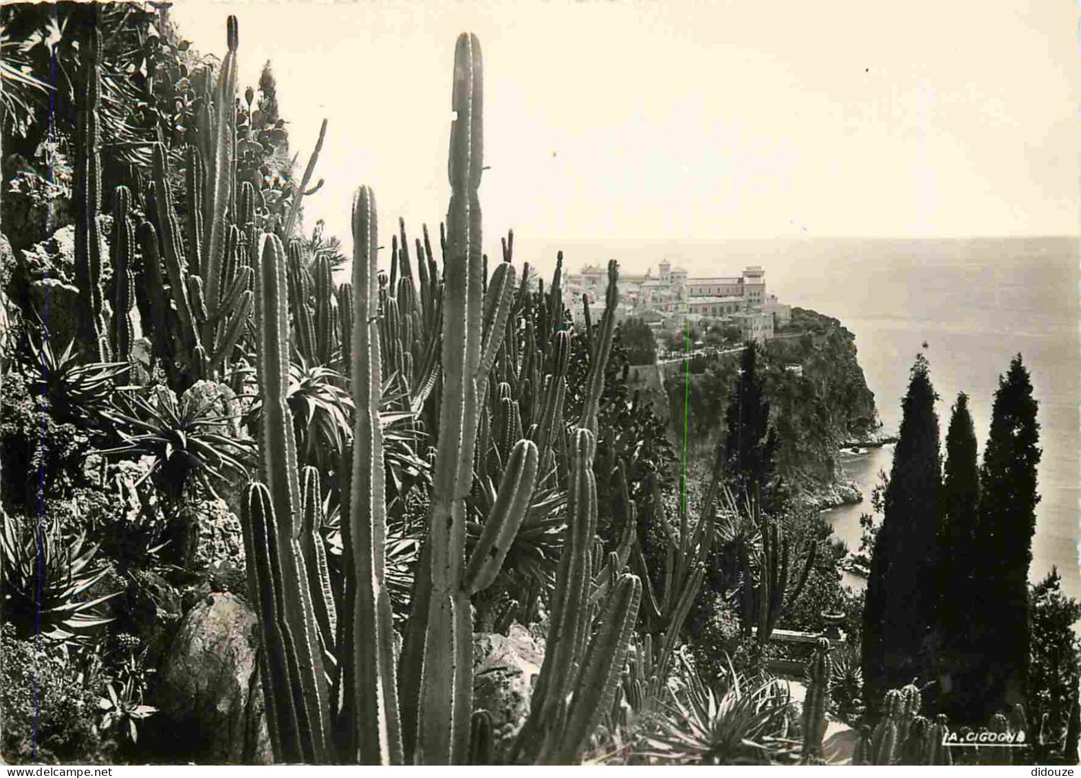 Fleurs - Plantes - Cactus - Principauté de Monaco - Le jardin exotique - Vue sur le Rocher de Monaco - Carte Dentelée - 
