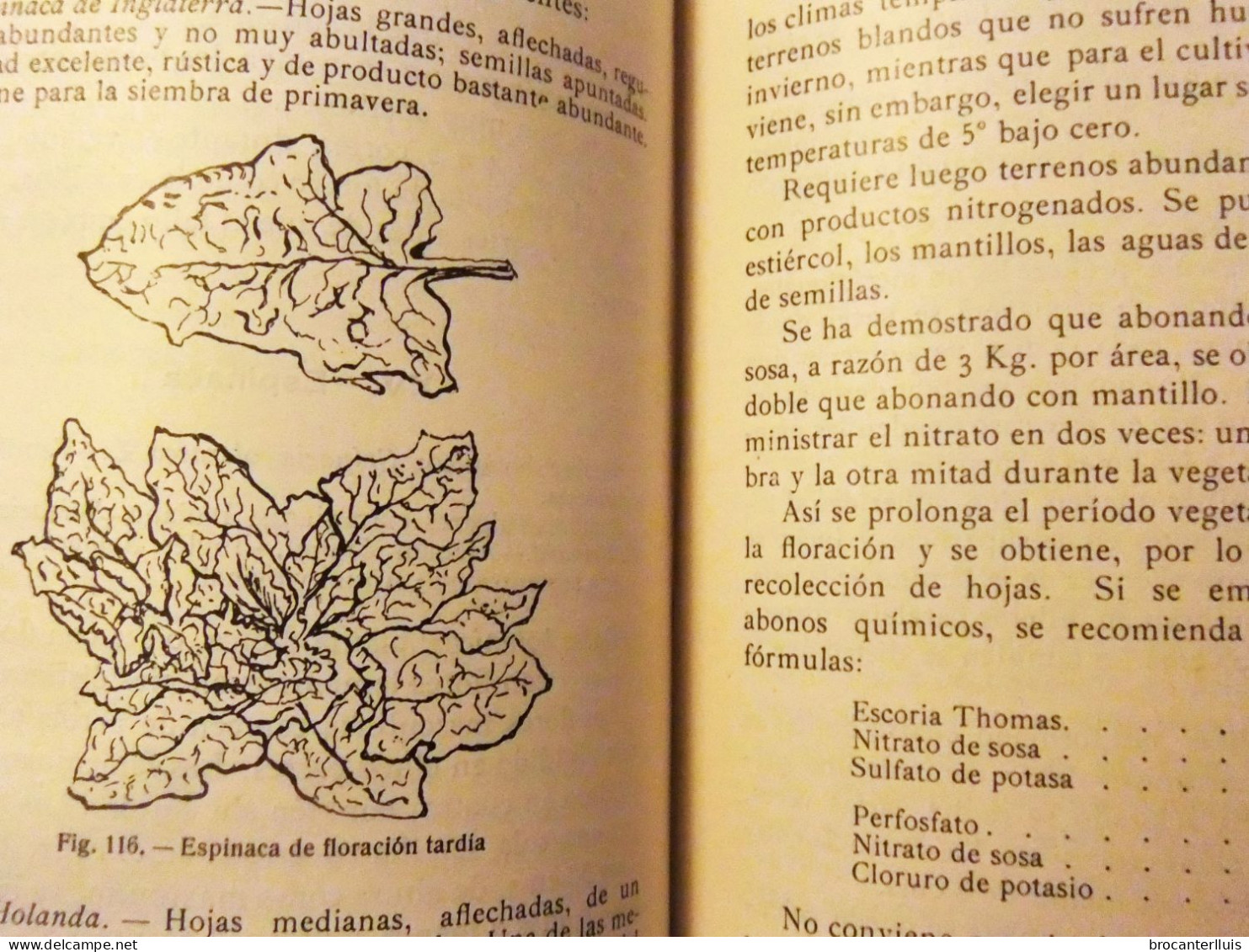 MANUAL DE HORTICULTURA deL Dr. D.TAMARO 1921