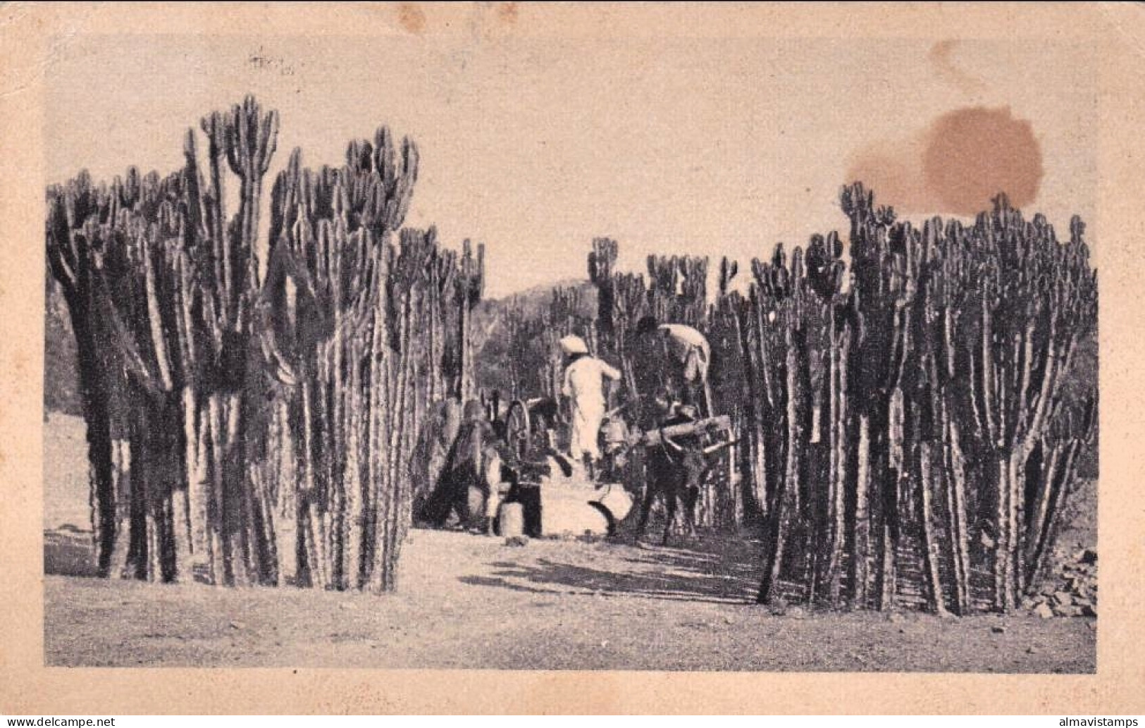 1936-Eritrea Cartolina "Euforbia Candelabro" Diretta In Italia Affrancata 25 Cen - Eritrea