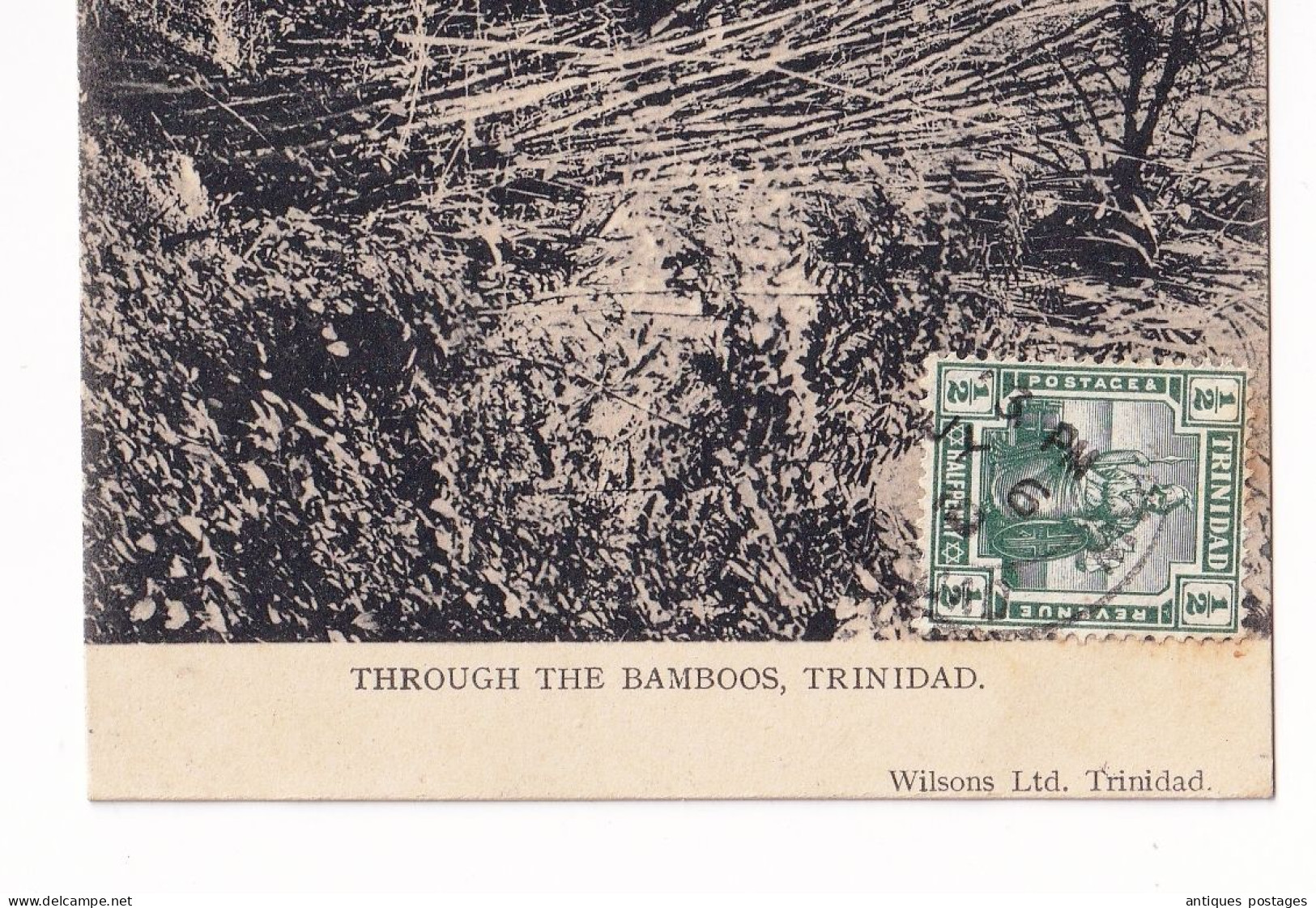 Post Card Trinidad Trinité Et Tobago Bamboo Bambous Halfpenny Hôtel De Paris Deslandes - Trinité & Tobago (...-1961)