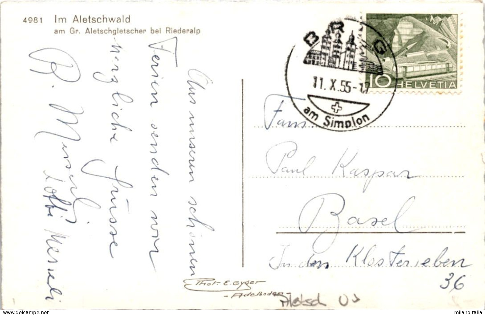 Im Aletschwald Am Gr. Aletschgletscher Bei Riederalp (4981) * 11. 10. 1955 - Riederalp