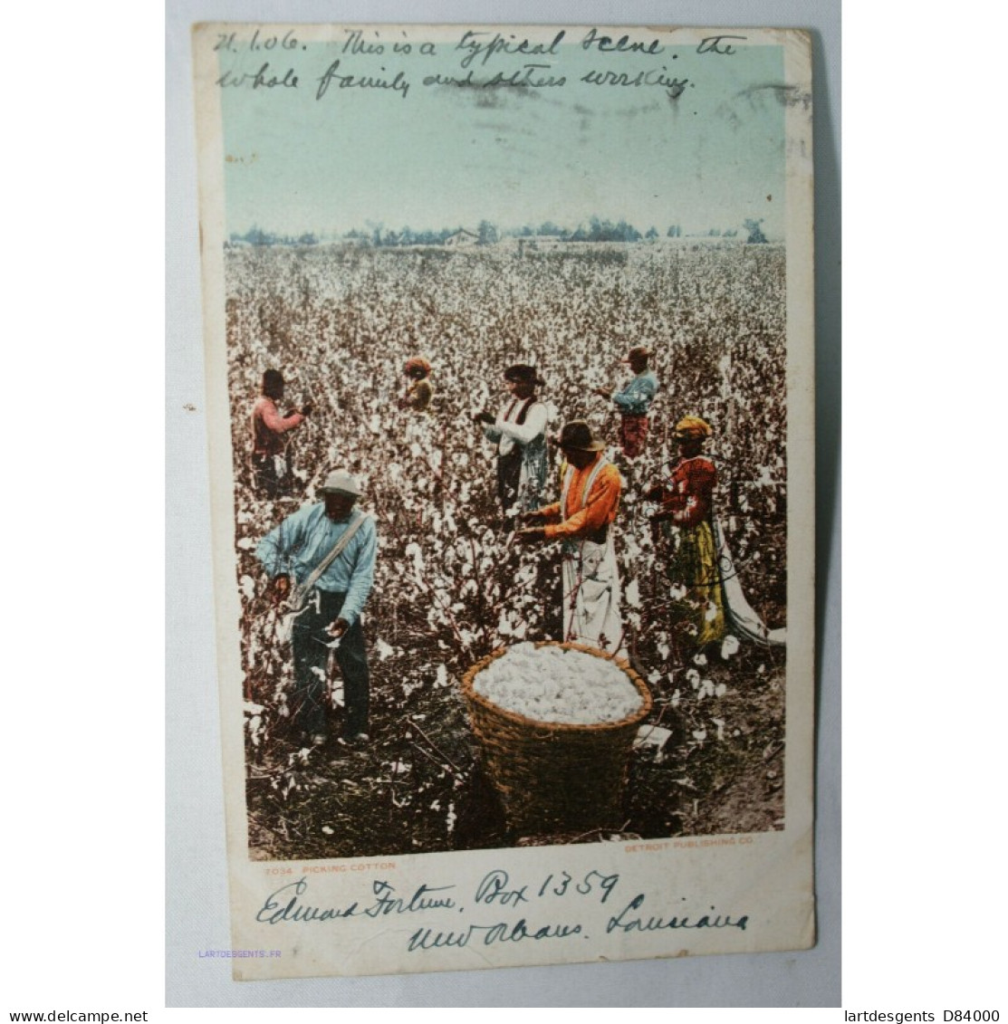 CPA US. Cueillette Du Coton à Detroit, 1906 Alaska - Altri & Non Classificati