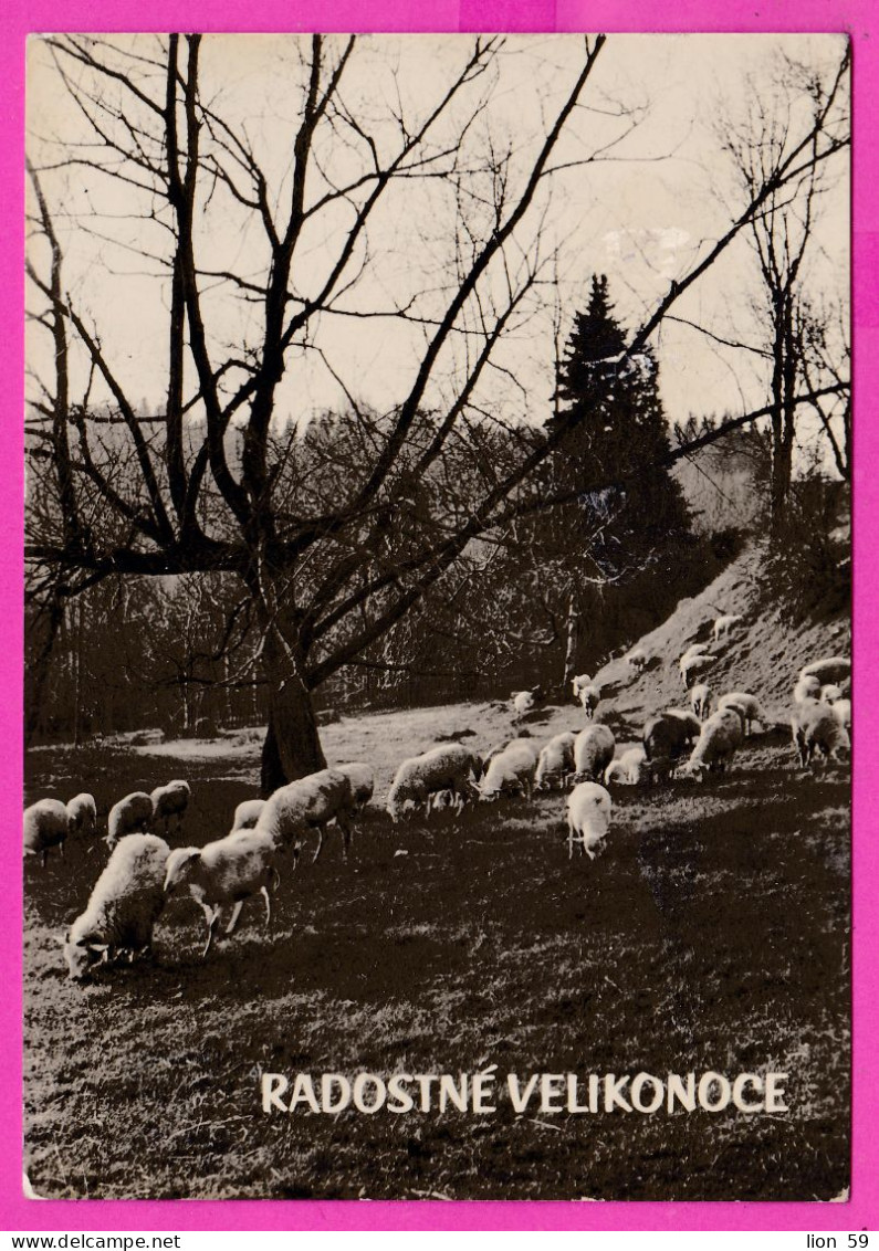 294627 / Czechoslovakia - Radostne Velikonoce Happy Easter Sheep  PC 1966 Šternberk USED 30h Czech Towns - Košice - Covers & Documents