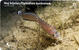 OPHIDION BARBATUM ( Croatia ) - Undersea - Marine Life - Underwater - Fish - Poisson - Fisch - Pez - Pesci - HUJ BIJELAC - Peces