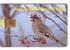 SONGBIRD ( Finland Card - Only 60.000 Ex. ) Songbirds Pajaro Cantor Uccello Cantoro Bird Oiseau Ave Birds Oiseaux - Songbirds & Tree Dwellers