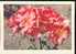 Bel Entier Carte Postale Russe Sur Les Roses (16) - Rosen