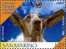 Delcampe - REPUBBLICA DI SAN MARINO - ANNO 2009 - CONCORSO: FOTOGRAFA IL TUO ANIMALE DOMESTICO - NUOVI ** MNH - Unused Stamps