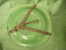 Assiette-faience-ancienne         -diametre 19.5cm -salins-coloris Vert -vendu Avec Attache Murale Rouillee - Andere & Zonder Classificatie