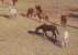 Princely State Bhavnagar, Vintage Series View Card, The Paddocks Ground, Horse, Animal, India - Sonstige & Ohne Zuordnung