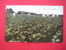 A Tobacco Field Near Marion Al  Circa 1907 - Altri & Non Classificati