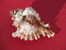 - MUREX . ENV. 11CM - Seashells & Snail-shells