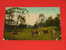 Richmond-on-Thames  -  The Park  -  1919   -   ( 2 Scans ) - Londen - Buitenwijken