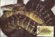 Jamaica 1984 MiNr. 591 - 94 Jamaika WWF REPTILES Jamaican Boa (Epicrates Subflavus) 4v MC 70,00 € - Serpenti