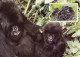 Rwanda 1985 MiNr. 1292 - 1296 Ruanda WWF Monkeys Eastern Gorilla(Gorilla Gorilla Beringei) 4 MC 24,00 € - Gorilles