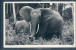 Eléphant, - Elefanti