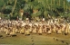 Delcampe - 4-CPA-1966-POLYNESIE-ILE TAHITI-DANSES- 14 JUILLET-GROUPE PAPEETE-GROUPE HEIVA-CONCOURS DE OTEA-DANSES-TBE - French Polynesia