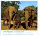 ANIMAUX  / ELEPHANT / ENTIER POSTAL ALLEMAGNE  / ZOO DE  HANNOVRE / STATIONERY - Elefanten