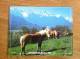 Calendrier Grand Format 1991 OLLER PARC FLEURI  CHEVAUX Photo  TRES BON ETAT - Grand Format : 1991-00