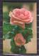 130287 / 1975 Stationery Entier Ganzsachen  ROSES -  Cuba Kuba - Storia Postale