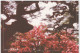 Delcampe - AKJP Japan Postcards Takamatsu - Ritsurin Garden  - Lotus Flowers - Cherry Blossom - Crane - Tea Ceremony House - Collections & Lots