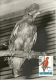 Ensemble Peu Commun De 6 Cartes Maximum Oiseaux  Zoo D'Antwerpen  8/10/1962 - 1961-1970