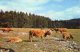 HIGHLAND CATTLE AT INVERCAULD - DEESIDE - ABERDEENSHIRE WITH GOOD ABERFELDY PERTHSHIRE POSTMARK - Aberdeenshire