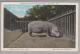 Motiv Zoo Flusspferd 1927-01-23 Milwaukee AK Foto - Hippopotames