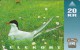 Faroe Islands, OD-006, Arctic Tern, Bird, Only 15.000, 2 Scans.   Please Read - Faeroër