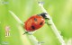 A02368 China Phone Cards Ladybug Puzzle 40pcs - Coccinelle