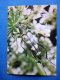 Strangalia Arcuata - Bug - Insects - 1980 - Russia USSR - Unused - Insectos