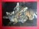 Bengal Tiger , Panthera Tigris Tigris - Animals - 1989 - Russia USSR - Unused - Tigres