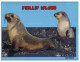 (550) Australia - VIC - Philip Island Seals - Mornington Peninsula