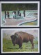 Ref3124 WA Lot De 13 Cartes Sur Le Parc De Yellowstone Park En Amérique Du Nord - Buffalo Bison - Yellowstone