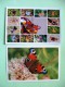 Two Postcards On Butterflies From Germany - Insects