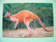 Australia Pre Paid Card - Animal Kangaroo - Storia Postale