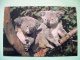 Australia Pre Paid Card - Animal Koala Koalas - Storia Postale