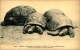 N°435 NN PARIS MUSEUM D HISTOIRE NATURELLE TORTUES ELEPHANTINES ILE SEYCHELLES - Schildkröten