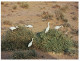 (PAR 4004) Saudi Arabia - Cattle Egret - Saudi-Arabien