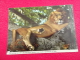 Afrique Kenya The African Lion  1978 Nice Stamps Photo John Hinde - Kenia