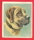 156444 / CIGARRETTE CARDS - Dog Chiens Hunde Cani Honden Perros , THE MASTIFF , GODFREY PHILLIPS , LTD 12 / 30 - Phillips / BDV