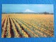 Daffodil, Tulip And Gladioli Farms Are Numerous In Western Oregon And Hothouses With Thousands Of Feet Under Glass..... - Other & Unclassified
