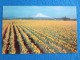 Daffodil, Tulip And Gladioli Farms Are Numerous In Western Oregon And Hothouses With Thousands Of Feet Under Glass..... - Sonstige & Ohne Zuordnung