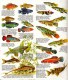 GUIDE COULEUR DOMINO GALLIA N°8 SOUS FORME DE CARTE ROUTIERE 24 PLANCHES 11cmX25cm POISSONS D'AQUARIUM EAU DOUCE NOURRIT - Schede Didattiche