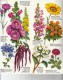 GUIDE DOMINO GALLIA N°10 COULEUR EN FORME DE CARTE ROUTIERE 24 PLANCHES 11cmX25cm FLEURS ANNUELLES ET BISANNUELLES 82 ES - Schede Didattiche