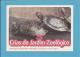 Tartaruga-de-água-doce-a Mericana ( Trachemys Scripta Elegans) - Crias Do Jardim Zoológico - Lisbon ZOO Lisboa - Portuga - Schildkröten