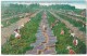 CA - FRESNO - Picking And Drying Raisin Grapes - Vendanges - Fresno